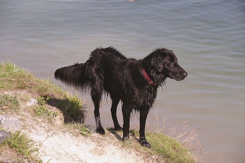 dog at swimming pond