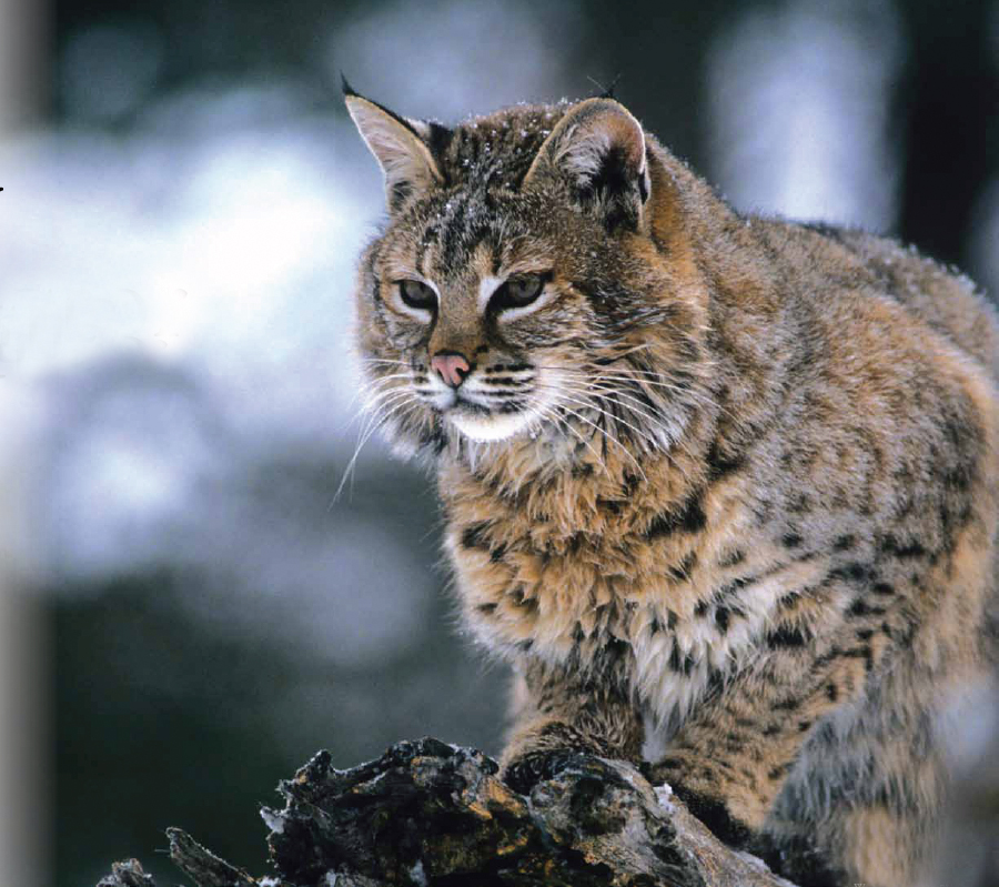 Bobcats in Vermont | Wildlife | Stratton Magazine