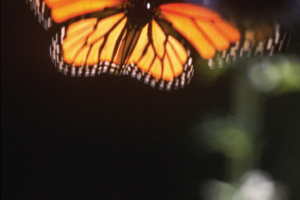 NN-moarch-butterfly