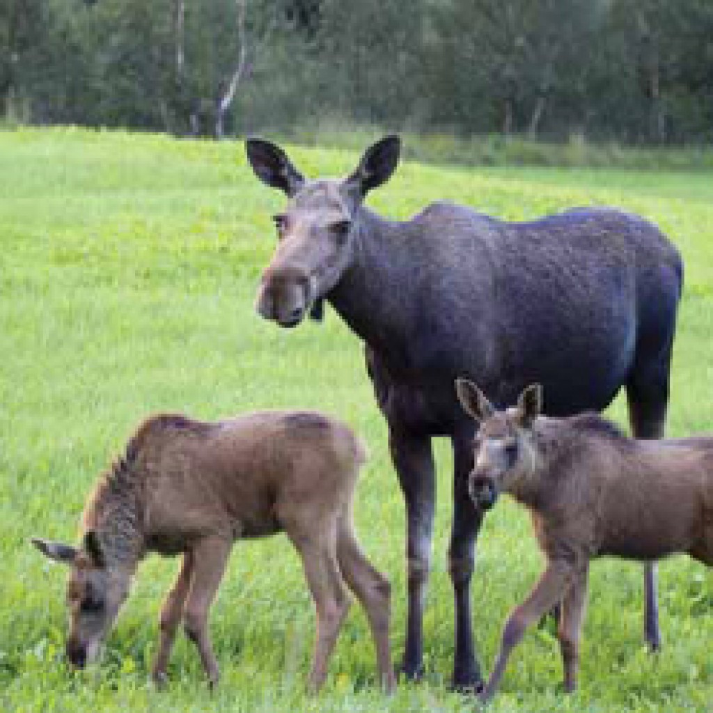 Moose with Two Babies