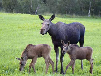 big-woods-moose-family