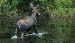 big-woods-moose-swimming-4