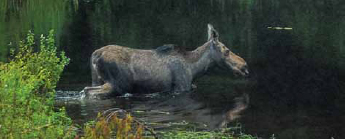 big-woods-moose-swimming