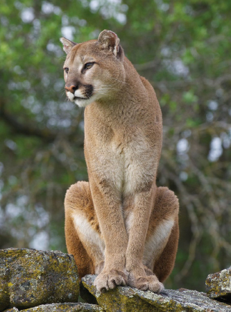 Vermont offers plenty of habitat in which mountain lions could thrive.