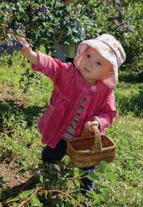 Picking berries is a family activity enjoyed by all, including little Liv Scott.