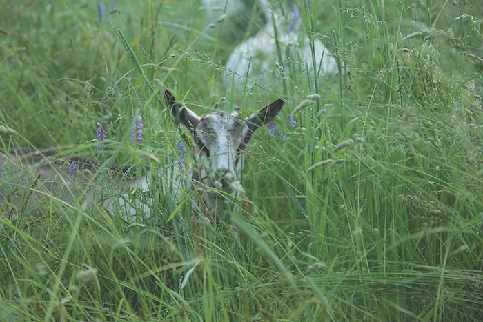 Goat in Tall Grass