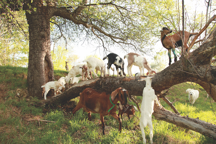 Goats on Wide Tree Branch