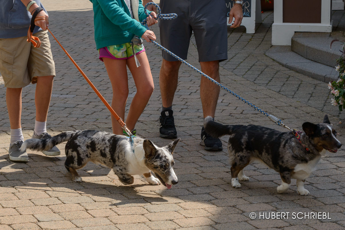 paws for a cause at stratton mountain