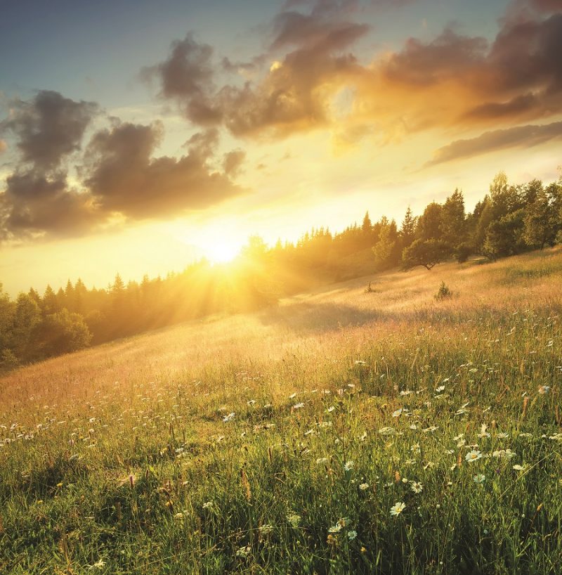 summer sun field