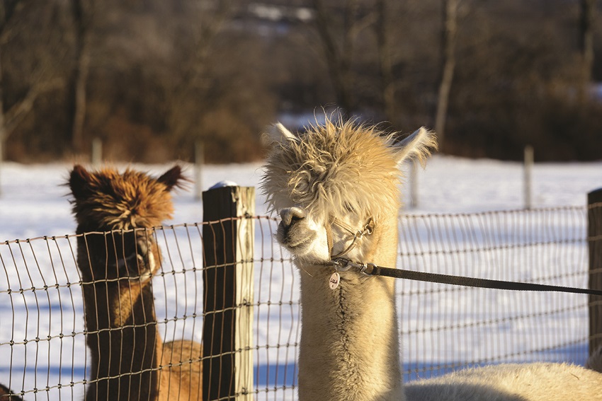 alpacas in winter