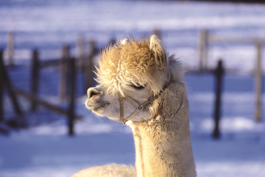 alpaca in winter