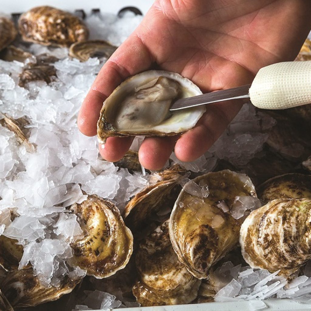 oyster shucking