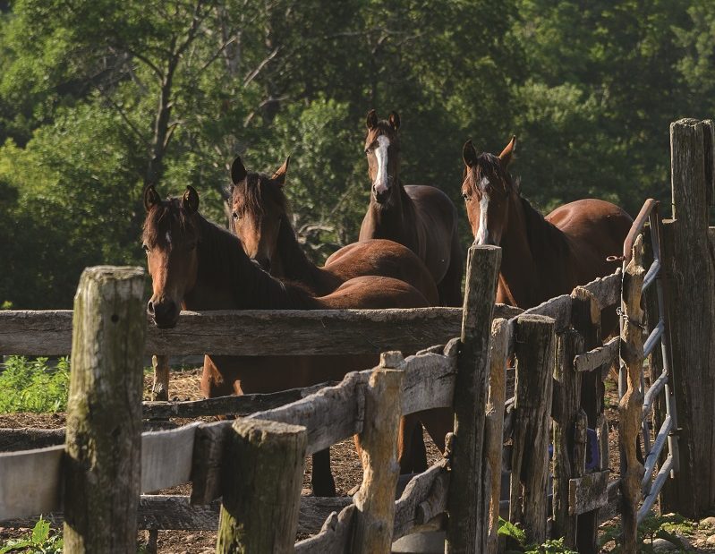 morgan horses behind fence