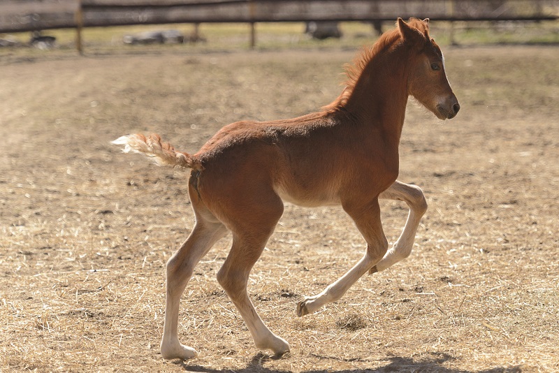 morgan horse foal